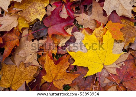 autumn-leaves-on-forest-floor-450w-53893954.jpg