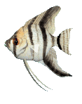 angelfish.gif
