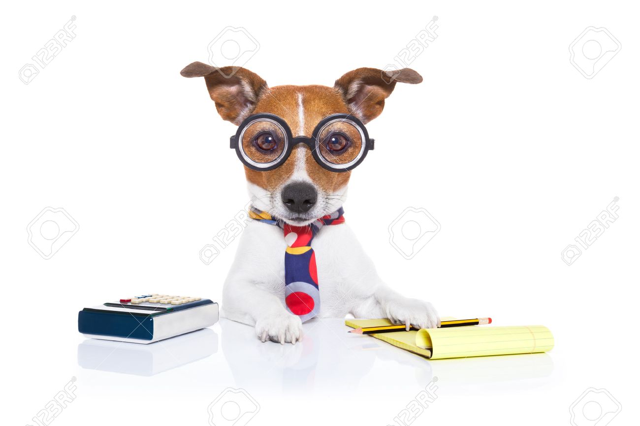 39508839-jack-russell-secretary-accountant-dog-with-calculator-a-note-pad-and-pencil-beside-isolated-on-white-Stock-Photo.jpg