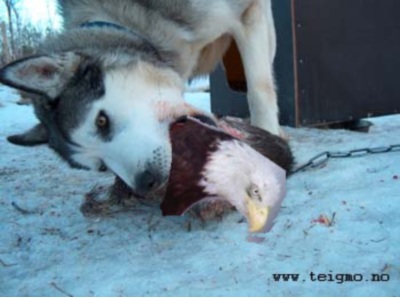 husky-eating-eagle.jpg