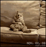 couch GIF