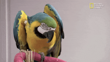 high five nat geo wild GIF by Dr. K's Exotic Animal ER
