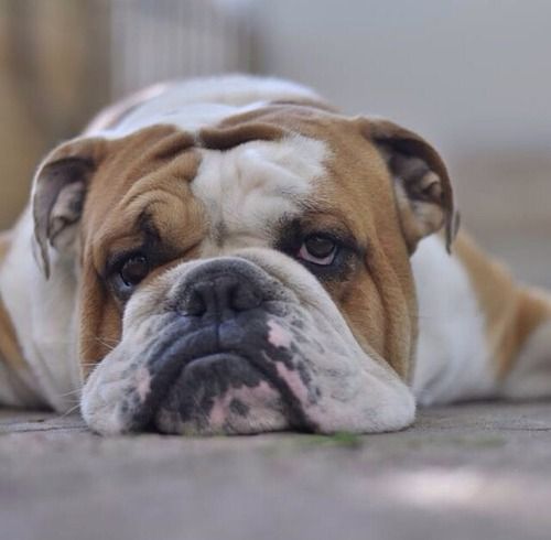 bulldog sad.jpg