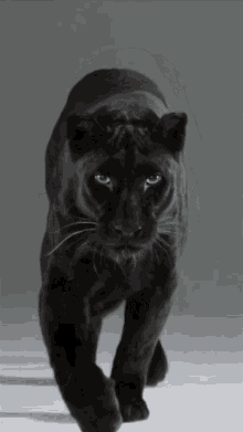 panther-black-panther.gif