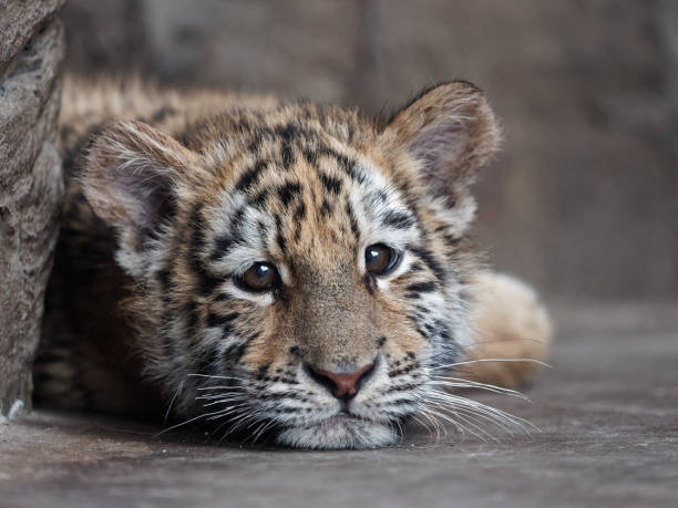 portrait-of-manchurian-tiger-cub-lying-and-looking-unhappy.jpg