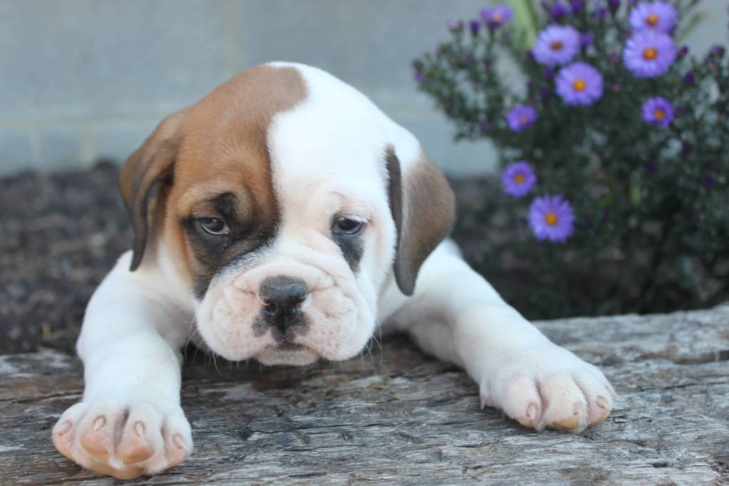 Sad-Bulldog-Pup.jpg