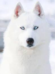 white Siberian Husky.jpg