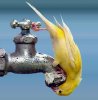 thirsty bird.jpg
