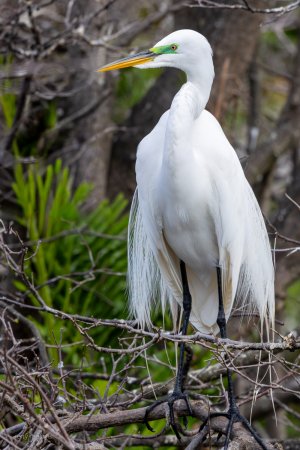 26-02-26 wakodahatchee-4929-10001500.jpg