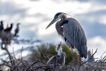 26-02-26 wakodahatchee-5034-10001500.jpg