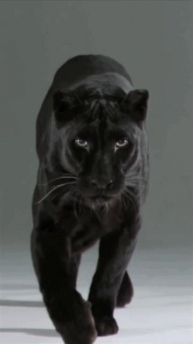 panther-black-panther.gif
