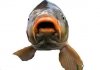 large_CARP.jpg