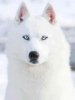 all-white-siberian-husky-with-blue-eyes.jpg