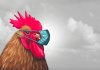 biosecurity-chicken-in-mask.jpg