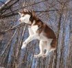 Flying Husky #2.jpg