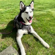 Huskyblood