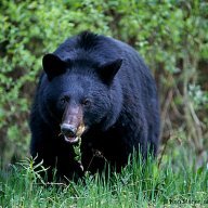 pinotbear