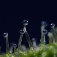THC