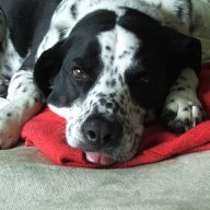 uconndogs