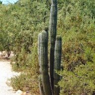 KnightBridgeAZ