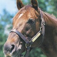 Alydar