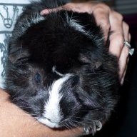 Jackalope