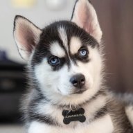 HuskyHawk
