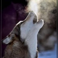 Woof 101