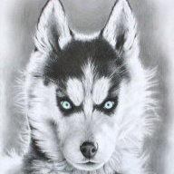Husky25