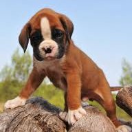Boxerpups4me