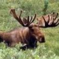 The Moose