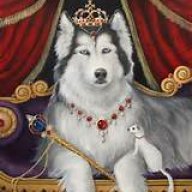 King Husky