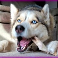 dogged1