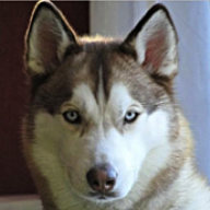 HuskylnSC