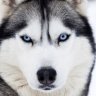 Huskifan