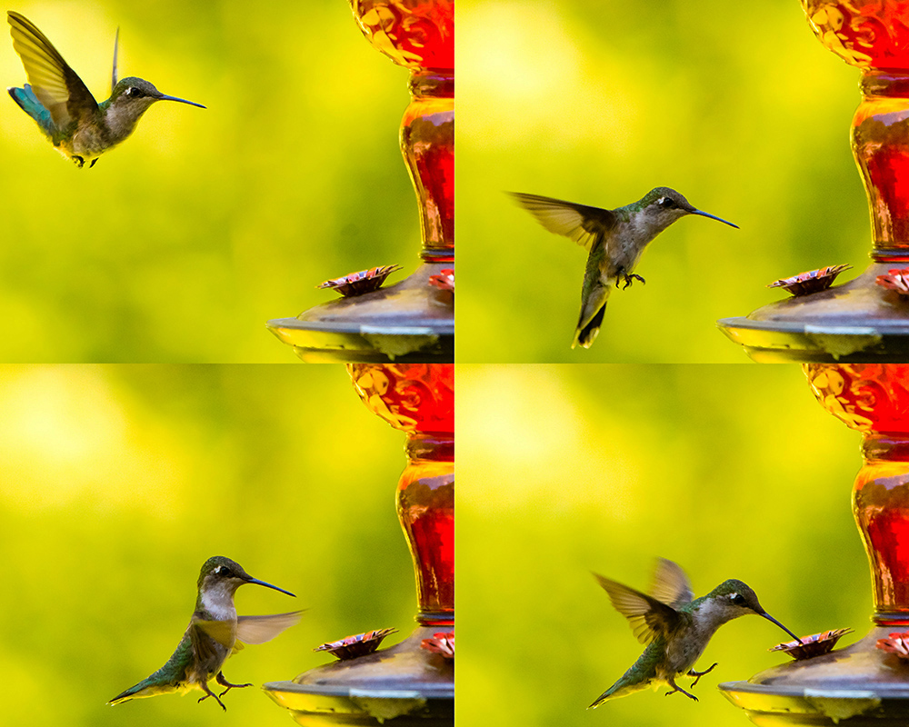 hummer_collage_s.jpg