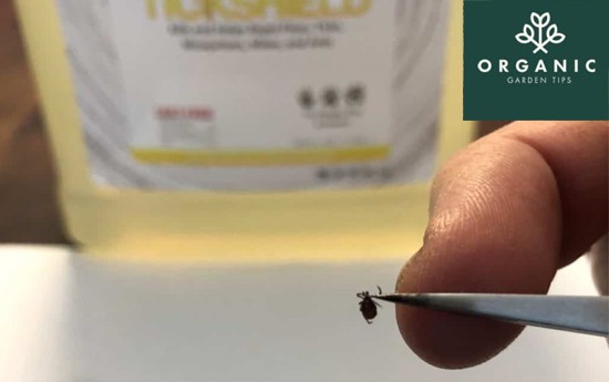 organicgardentips.com