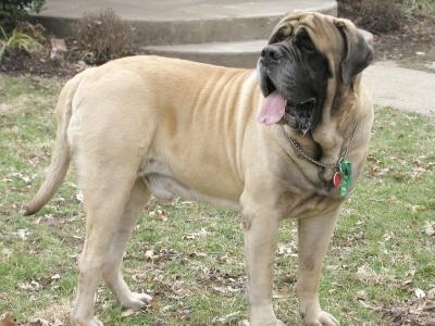 Mastiff_Tigger.JPG