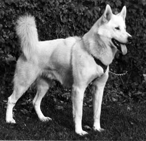 02husky.jpg