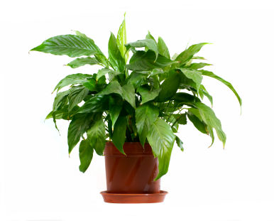 houseplant.jpg