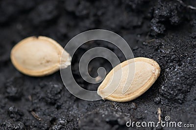 two-seeds-in-ground-thumb4003434.jpg
