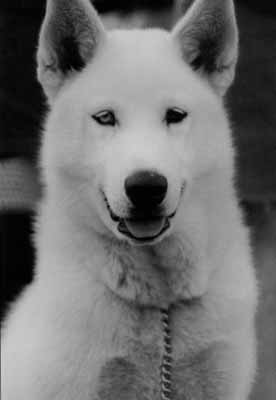 09husky.jpg