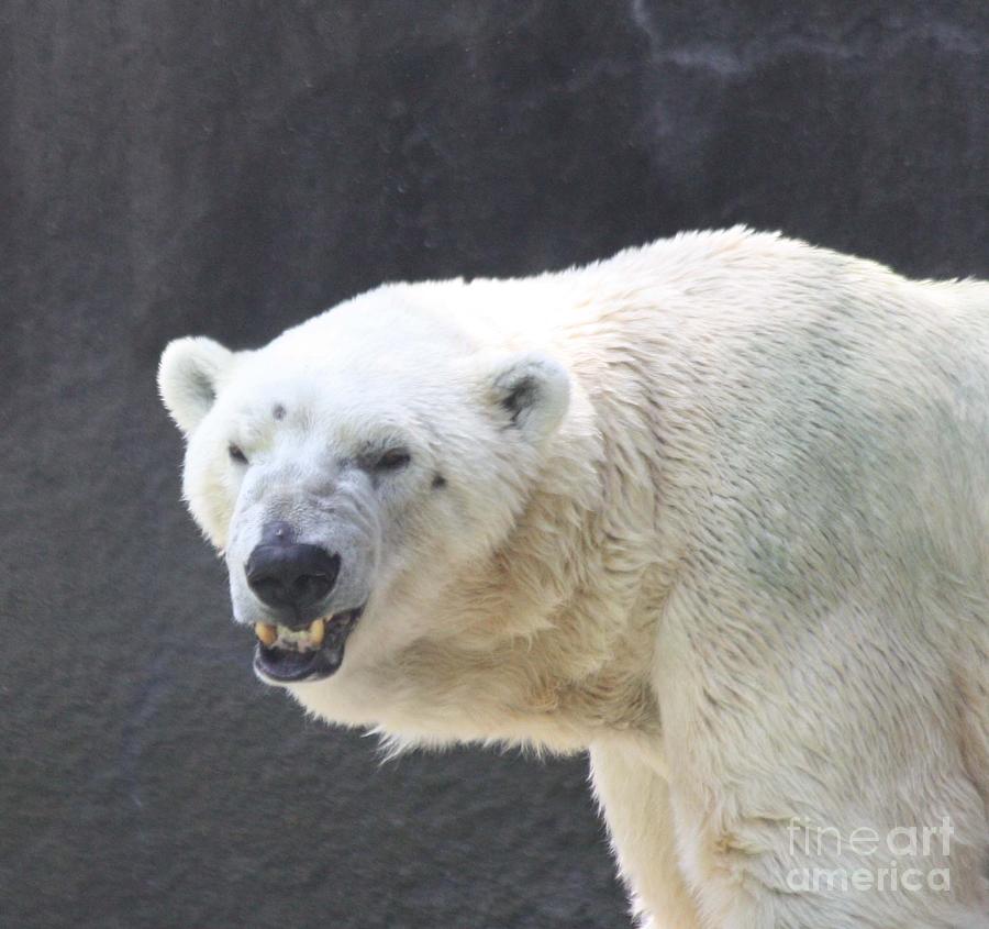 one-angry-polar-bear-john-telfer.jpg