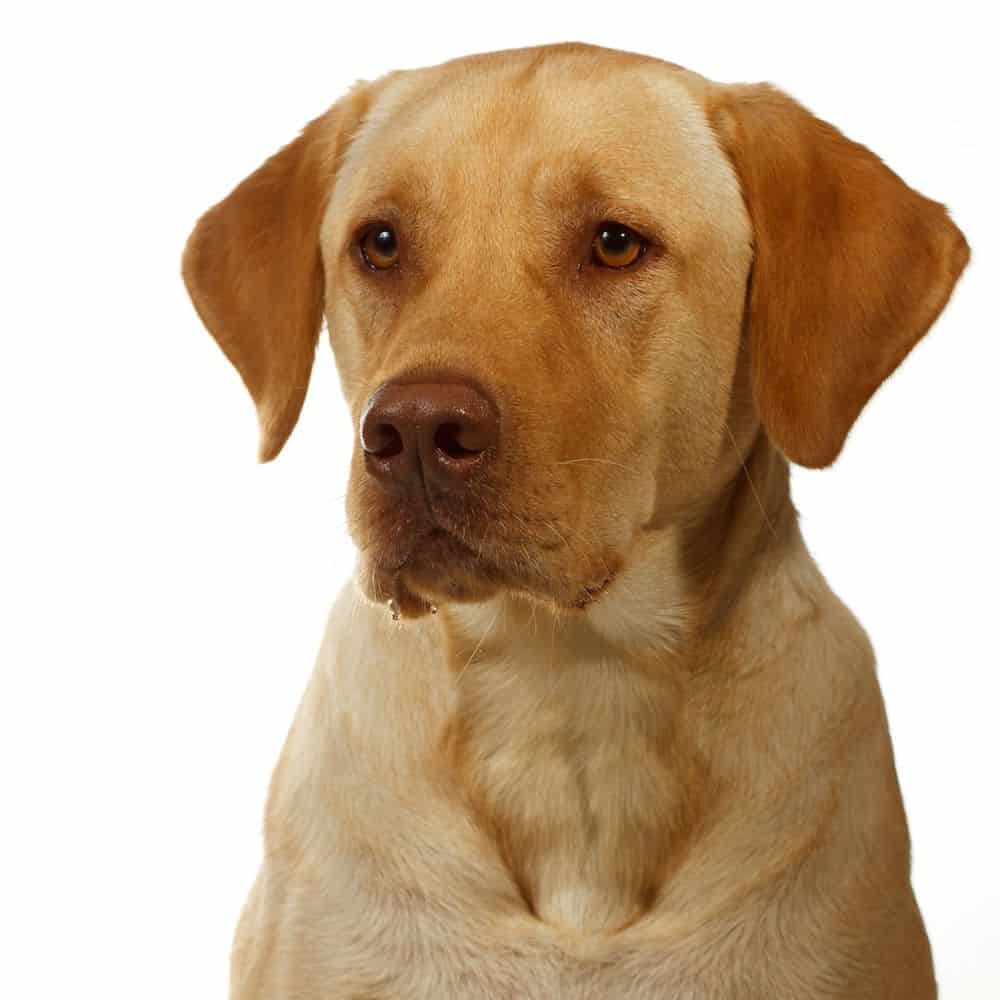 dudley-lab.jpg