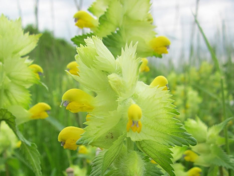 wildgardenexpert.com