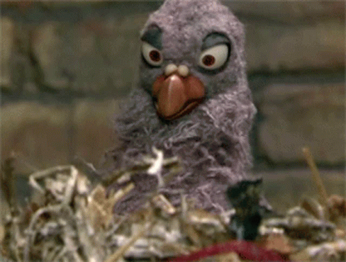 pigeon-popcorn.gif