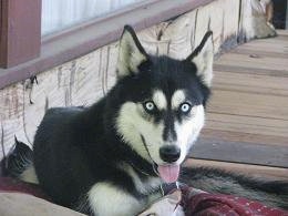 WolfHybridDomesticDogCrossDogsLakota2YearsOld3.jpg