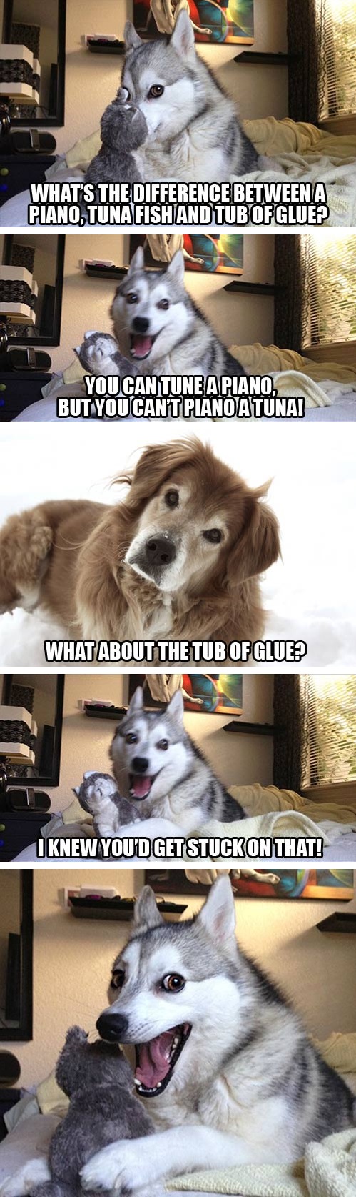 pun-dog-pun-husky-03.jpg