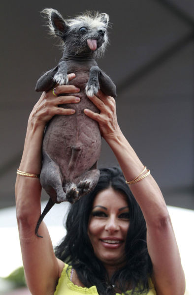 worlds_ugliest_dog_2012_contest_640_07.jpg