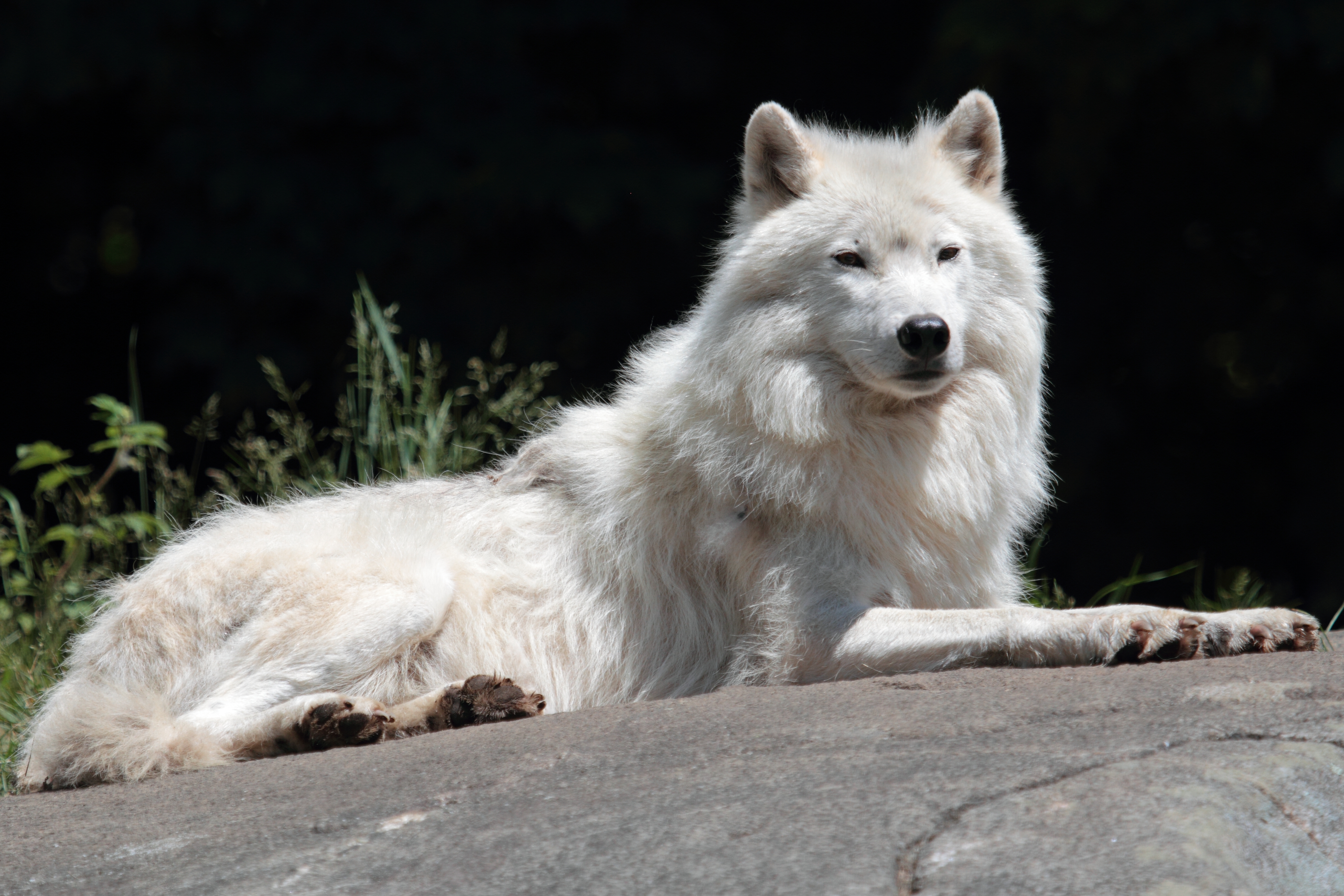 Canis_lupus_arctos_PO.jpg